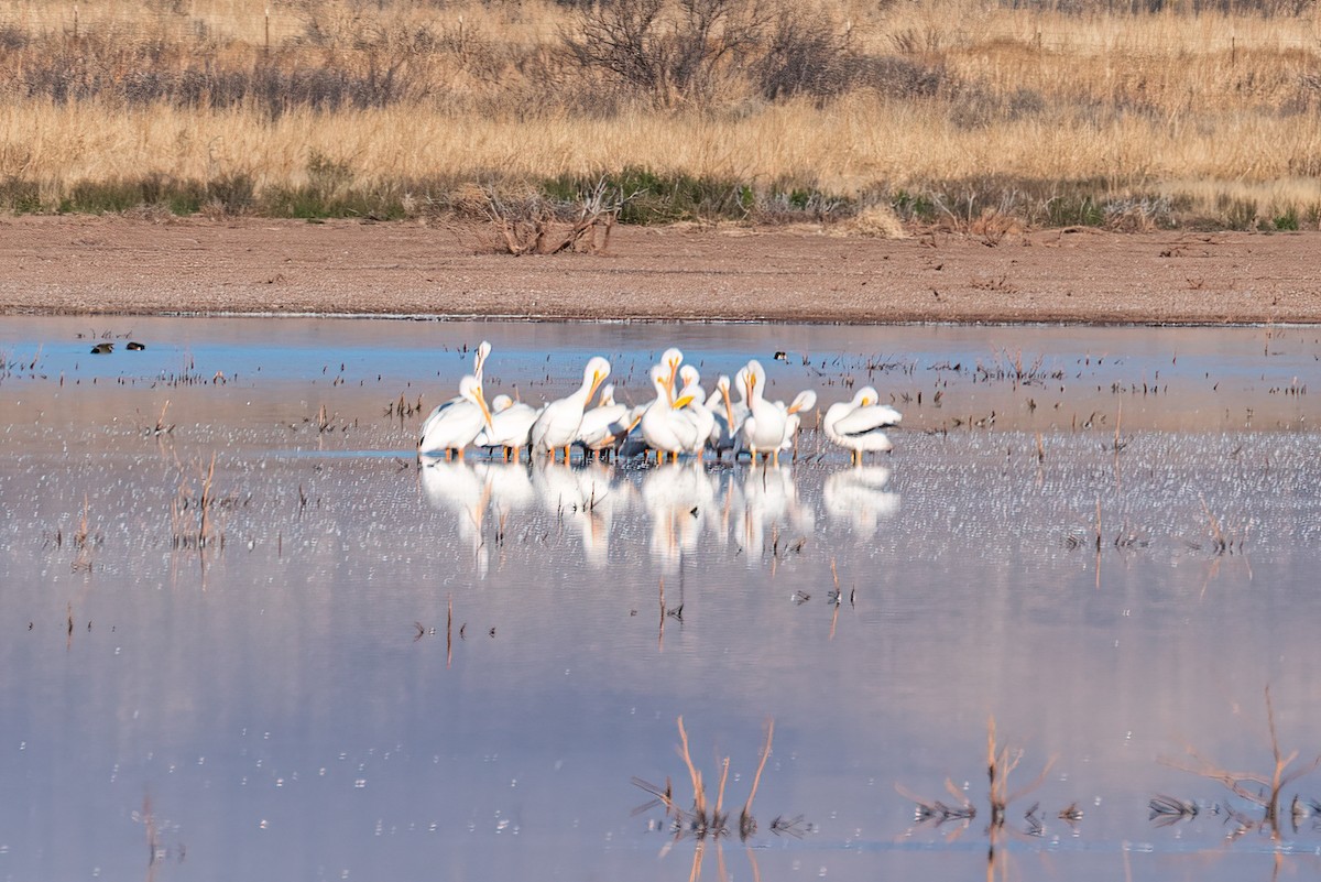 American White Pelican - ML427209471