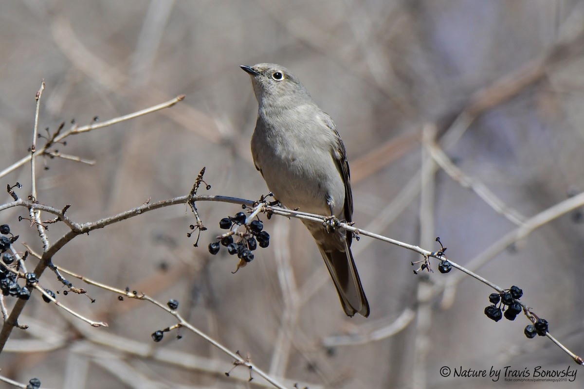 Townsend's Solitaire - ML427210421