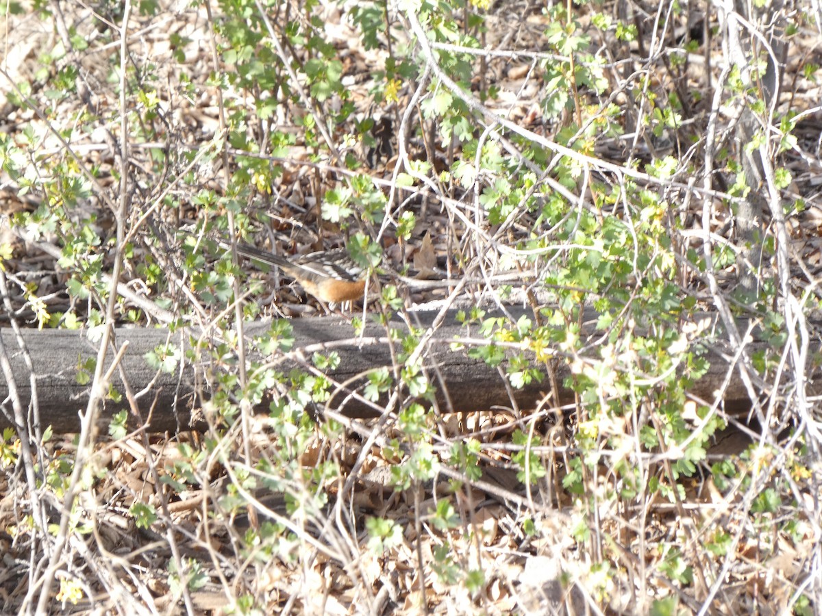 Spotted Towhee - ML427211441