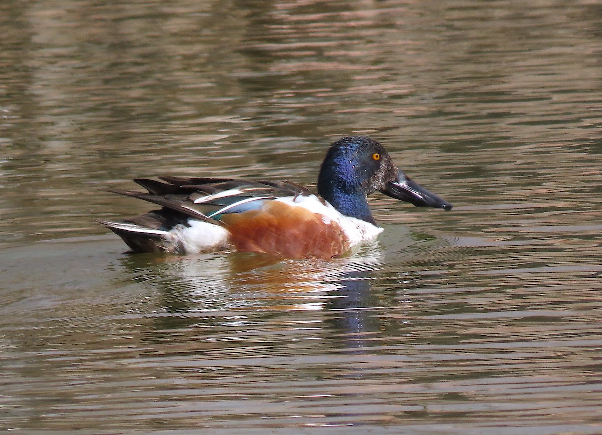 Northern Shoveler - ML427212151