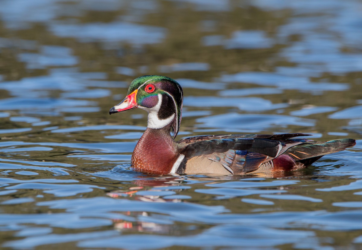 Wood Duck - ML427212411