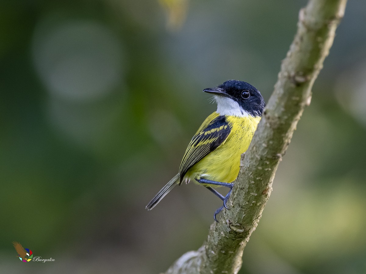 Black-headed Tody-Flycatcher - fernando Burgalin Sequeria