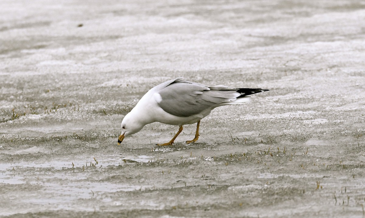 Ring-billed Gull - jean pierre machet