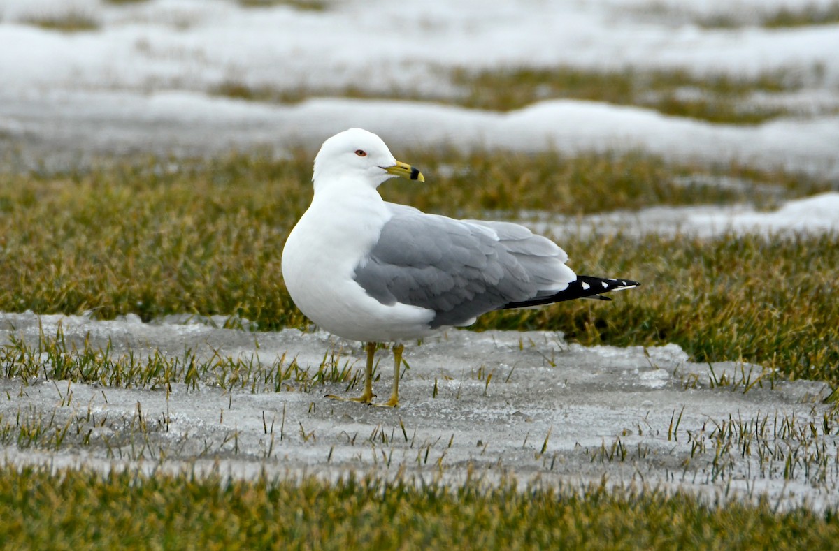 Ring-billed Gull - ML427212701