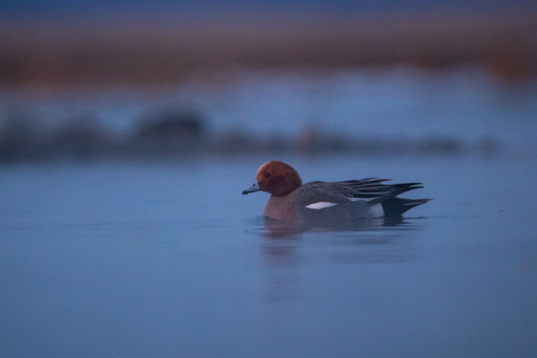 Eurasian Wigeon - ML427213761