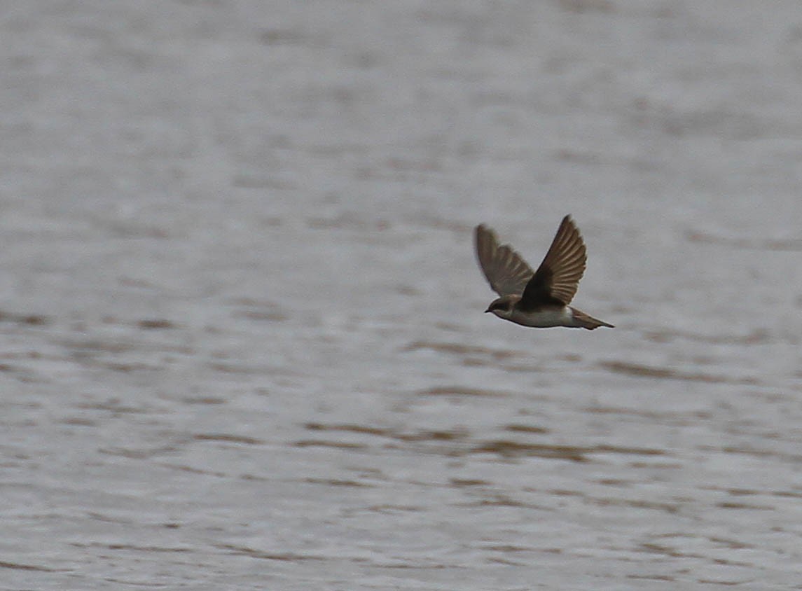 Tree Swallow - ML427214961