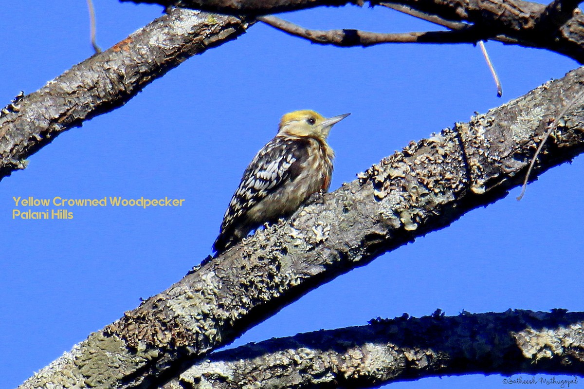 Yellow-crowned Woodpecker - ML427215561