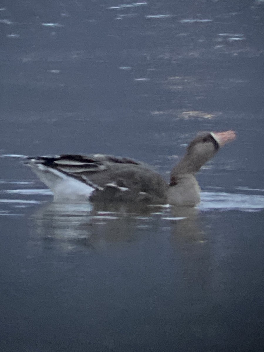 Greater White-fronted Goose - T A