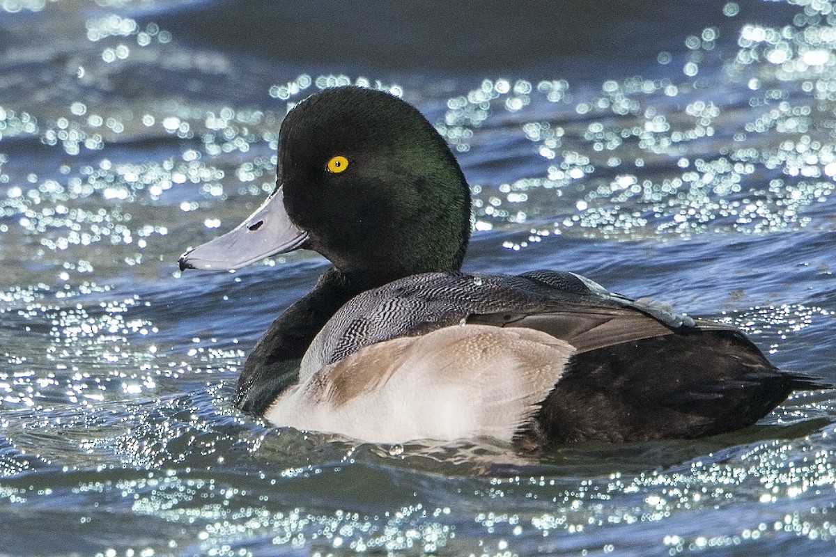 Greater Scaup - ML42721651