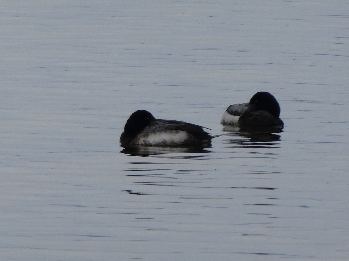 Greater Scaup - ML427216731