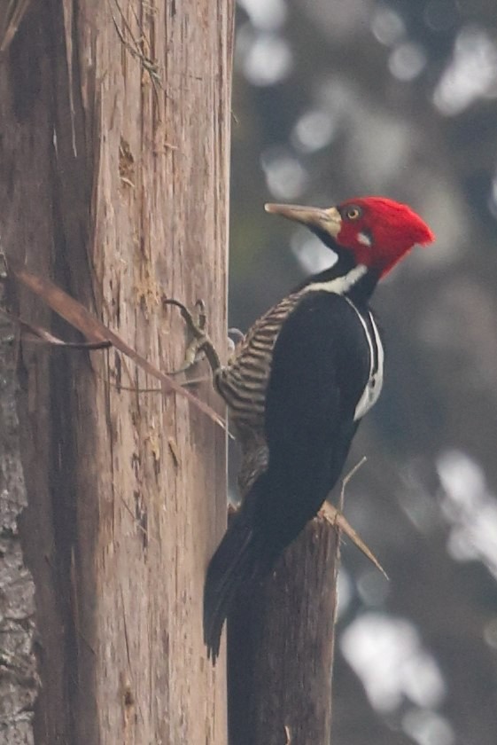 Crimson-crested Woodpecker - John Rogers