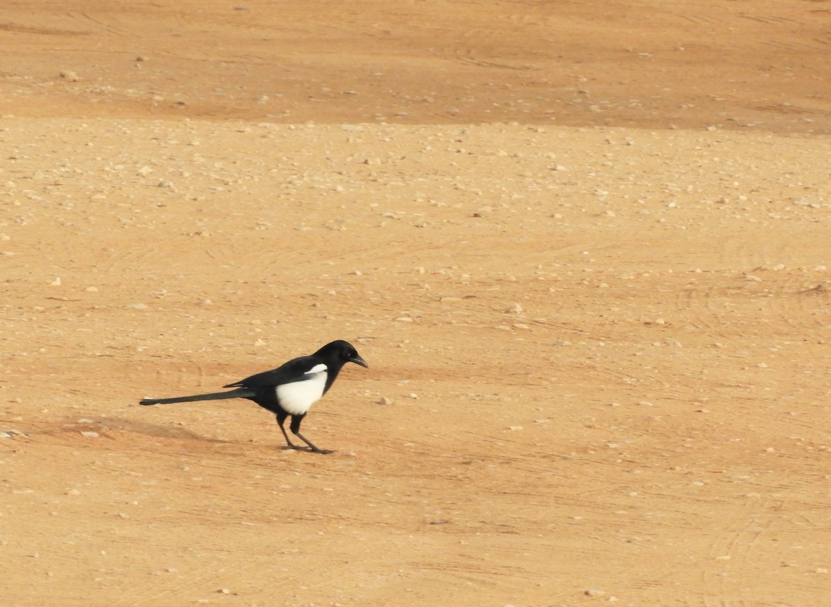 Eurasian Magpie - ML427217421