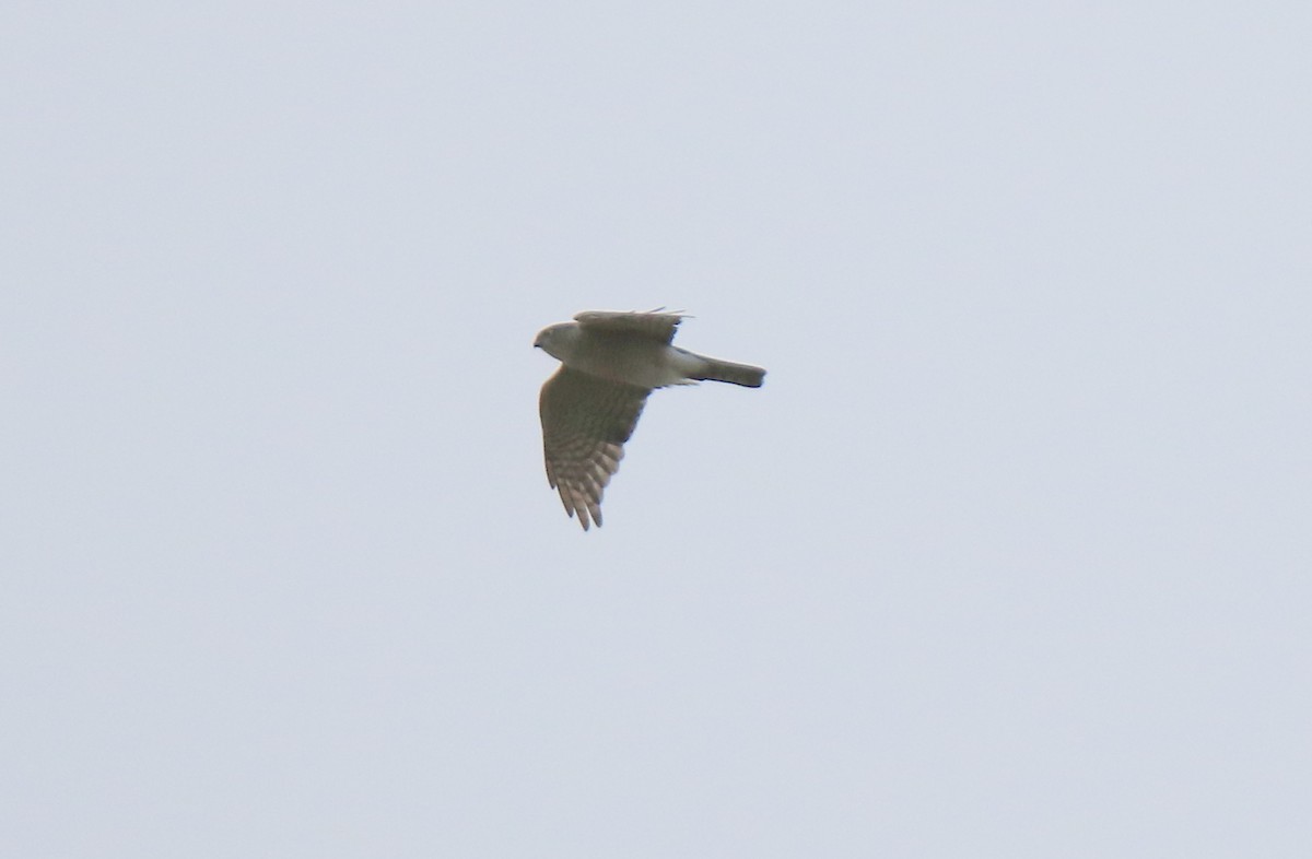 Japanese Sparrowhawk - ML42721841