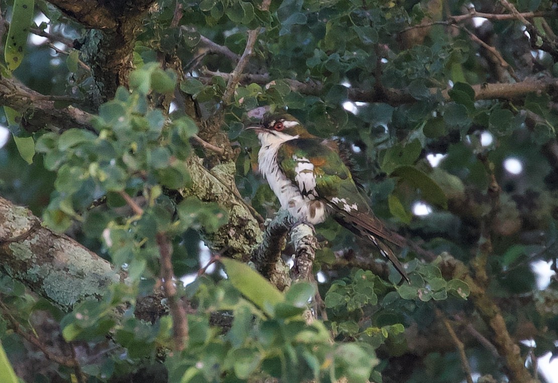 Dideric Cuckoo - ML427218491