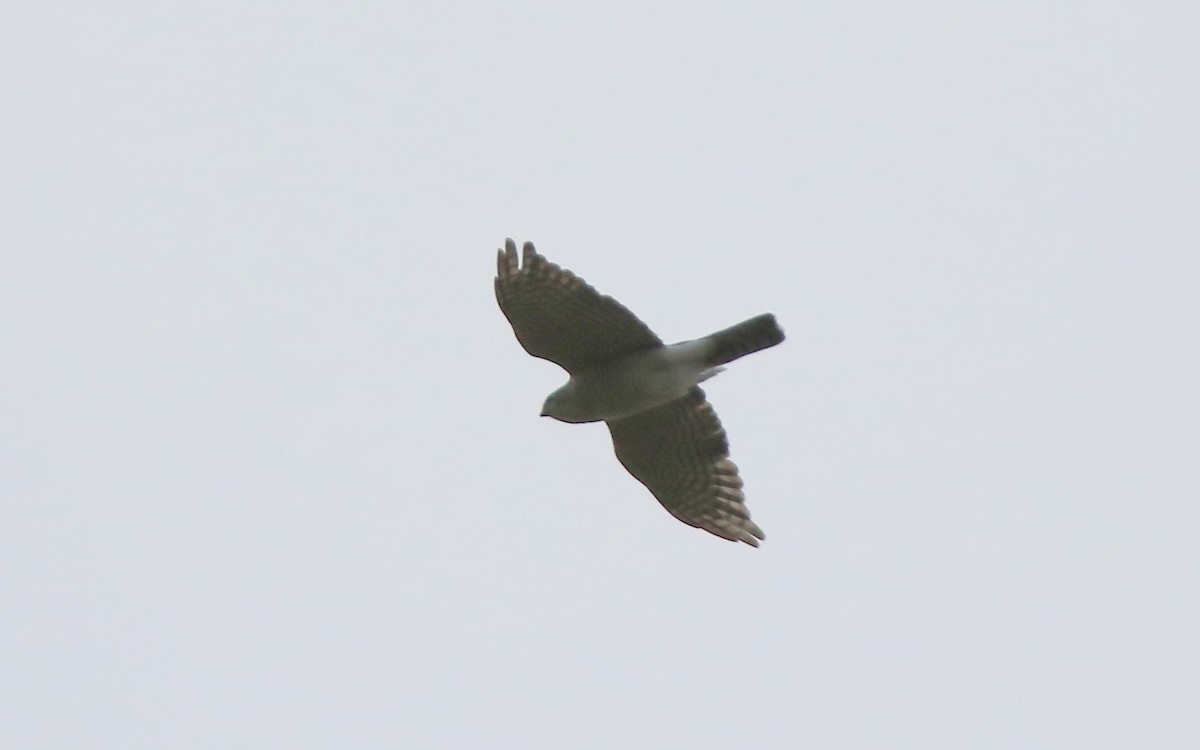 Japanese Sparrowhawk - ML42721851