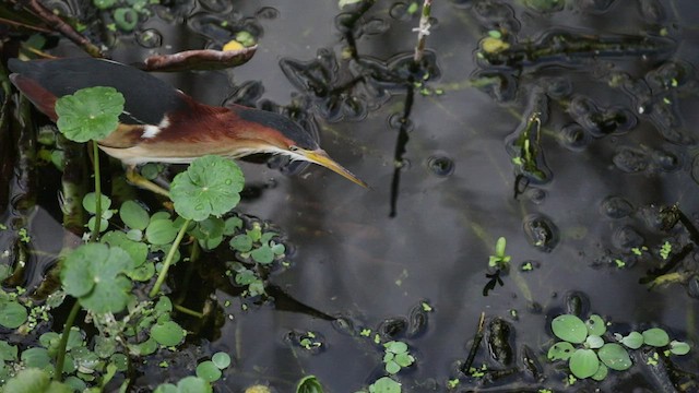 Least Bittern - ML427220791