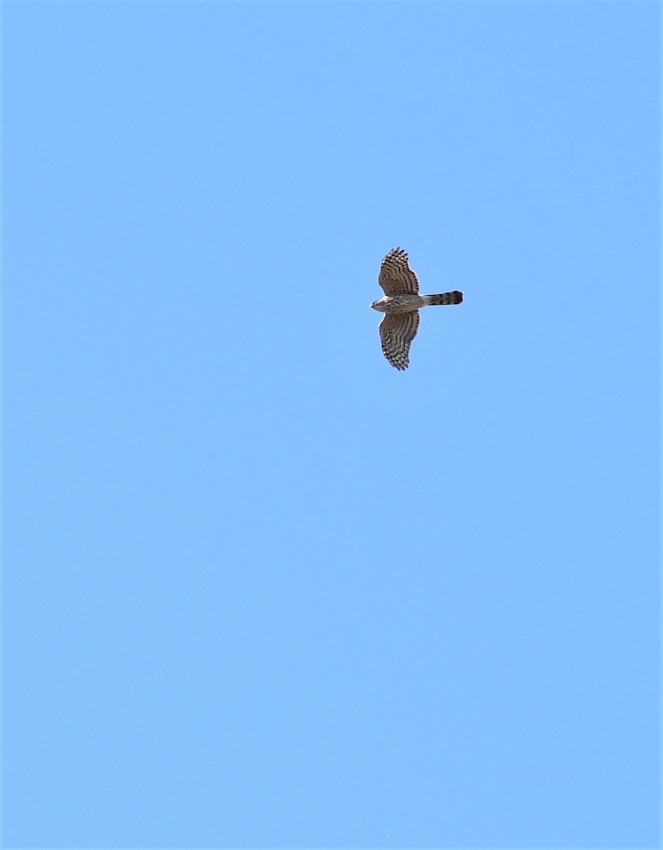 Sharp-shinned/Cooper's Hawk - Drew Hatcher