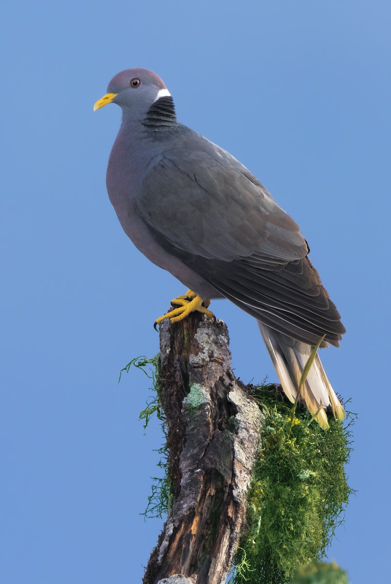 Band-tailed Pigeon - Mark Chappell