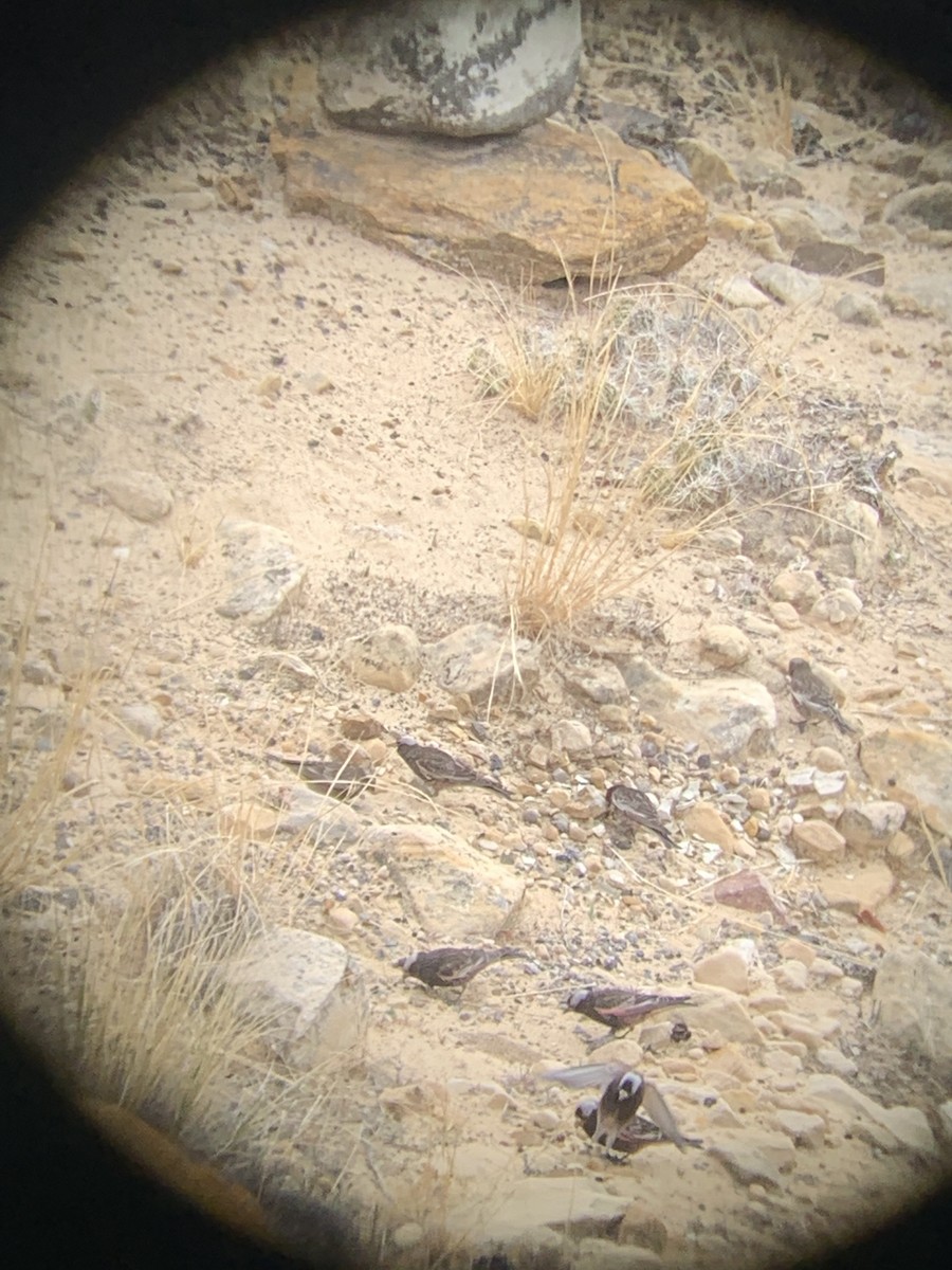 Black Rosy-Finch - ML427220871