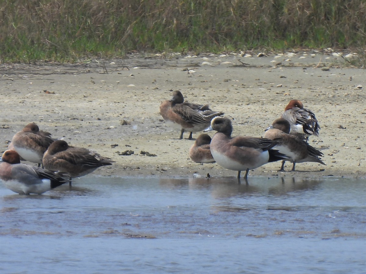 American Wigeon - Anonymous