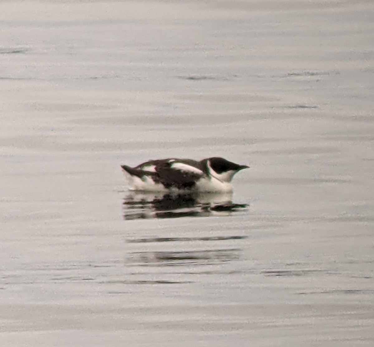 Marbled Murrelet - ML427221801