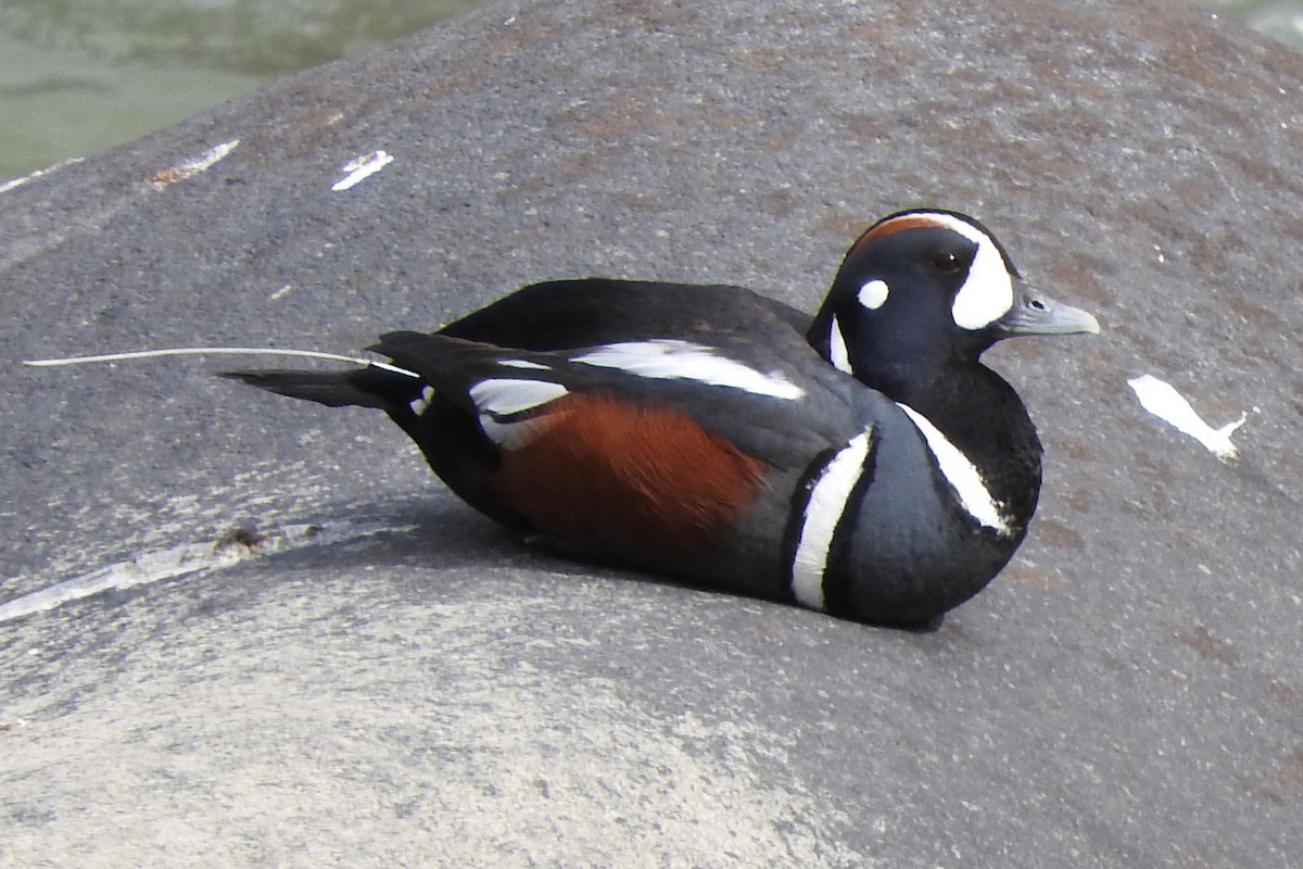 Harlequin Duck - ML427223421