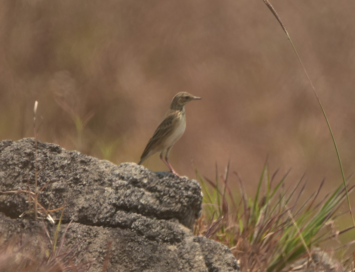 Paddyfield Pipit - ML427225651