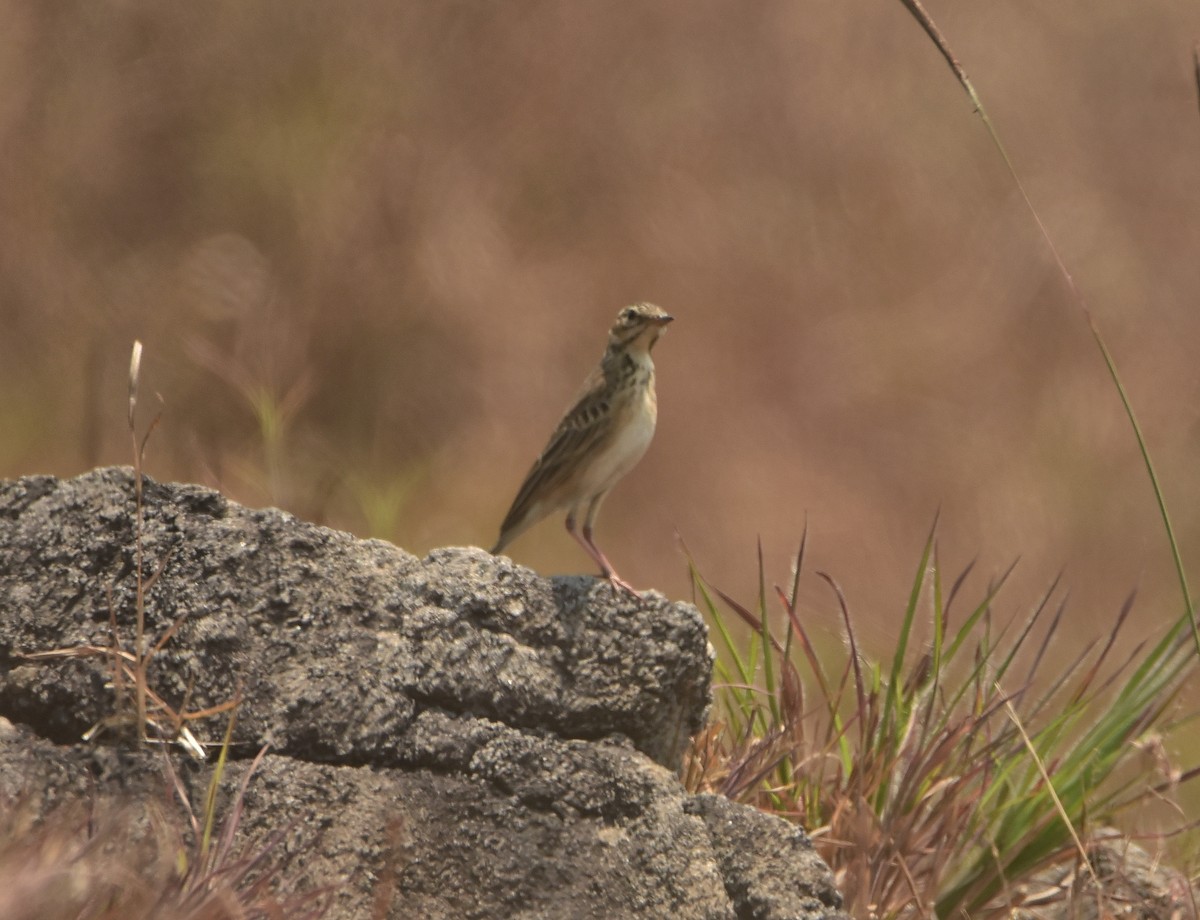 Paddyfield Pipit - ML427225661