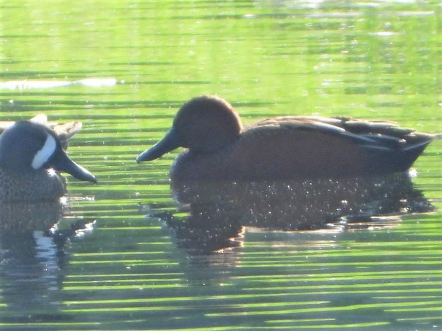 アカシマアジ - ML427225951