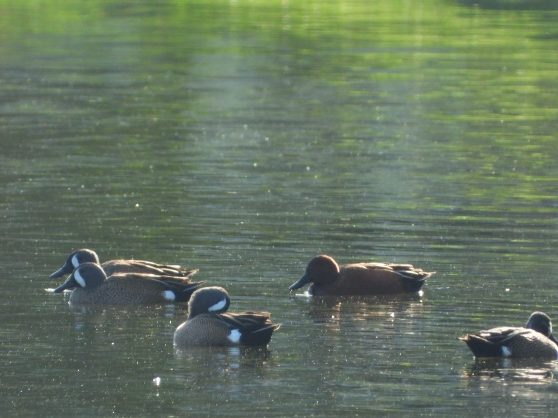 アカシマアジ - ML427225961