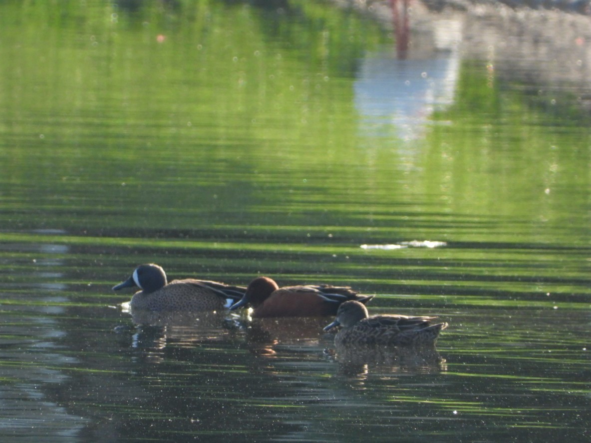 アカシマアジ - ML427225971