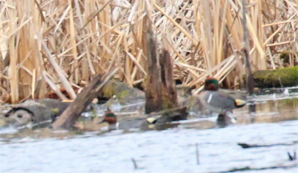 Green-winged Teal - ML427226011