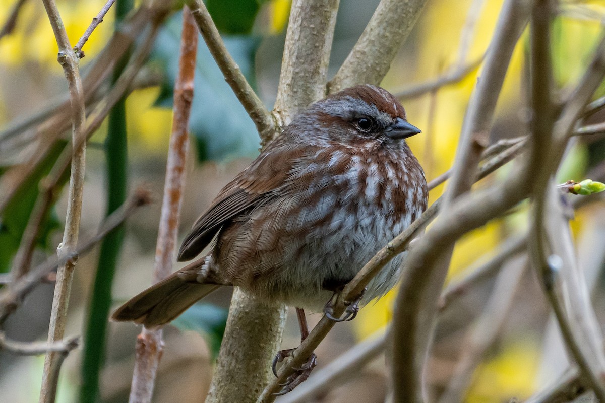 Song Sparrow - ML427226661