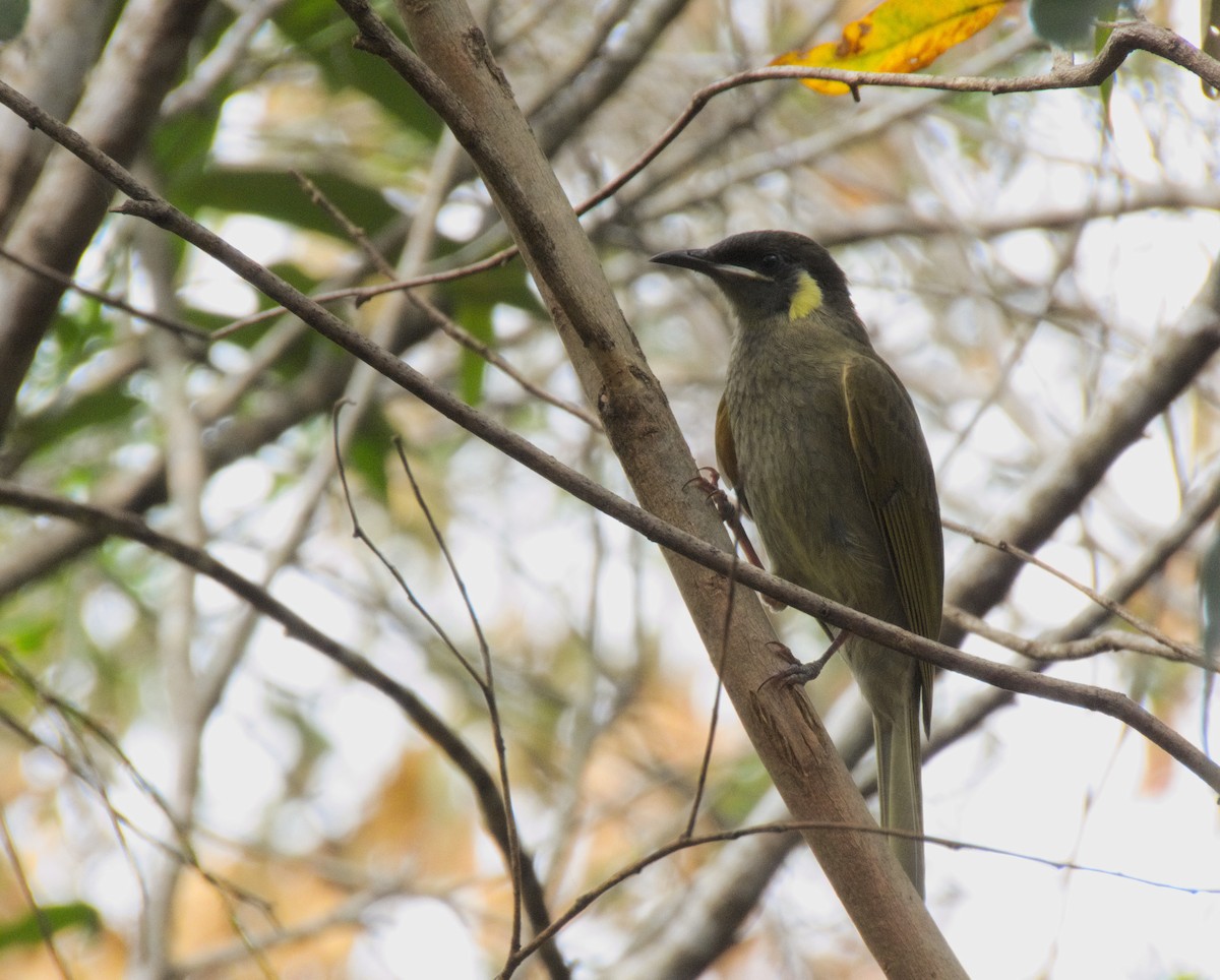 Lewin's Honeyeater - ML427228681