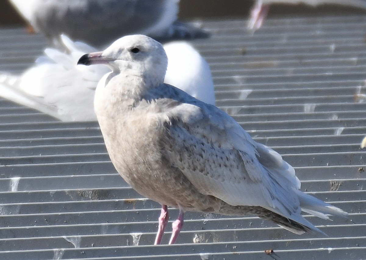 Glaucous Gull - ML427228901