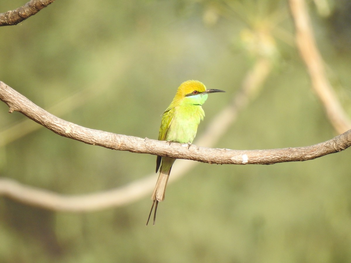 Asian Green Bee-eater - ML427229601