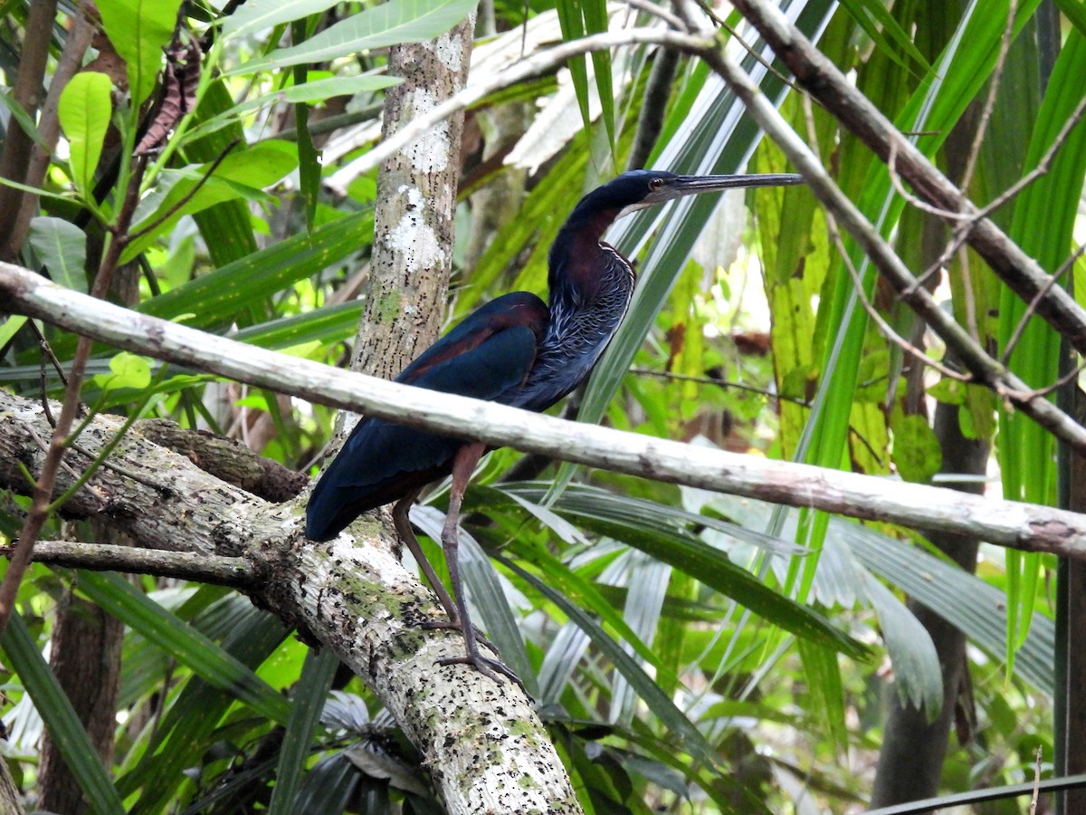 Agami Heron - Jorge Alcalá