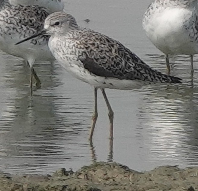 Marsh Sandpiper - ML427231031