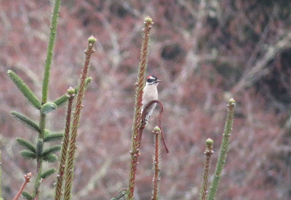 Downy Woodpecker - ML427231441