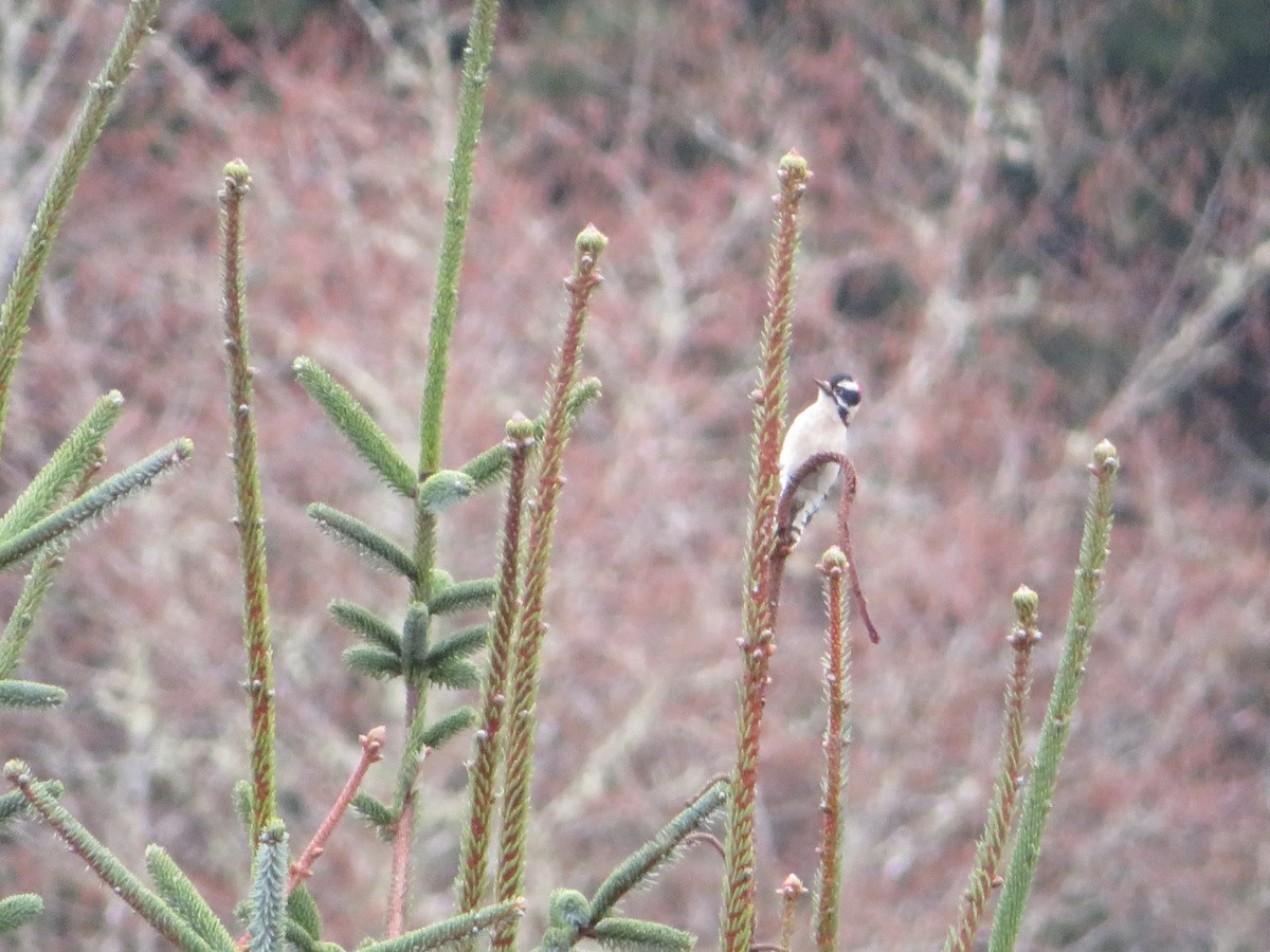 Downy Woodpecker - ML427231471