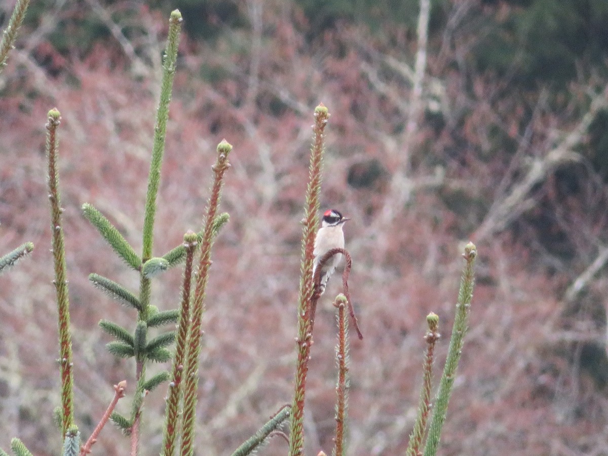 Downy Woodpecker - ML427231481
