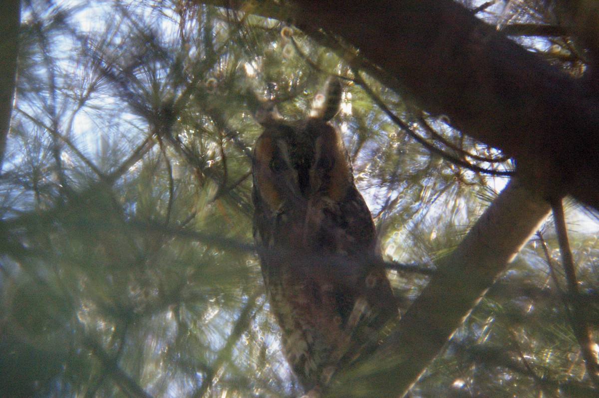 Long-eared Owl - ML42723181