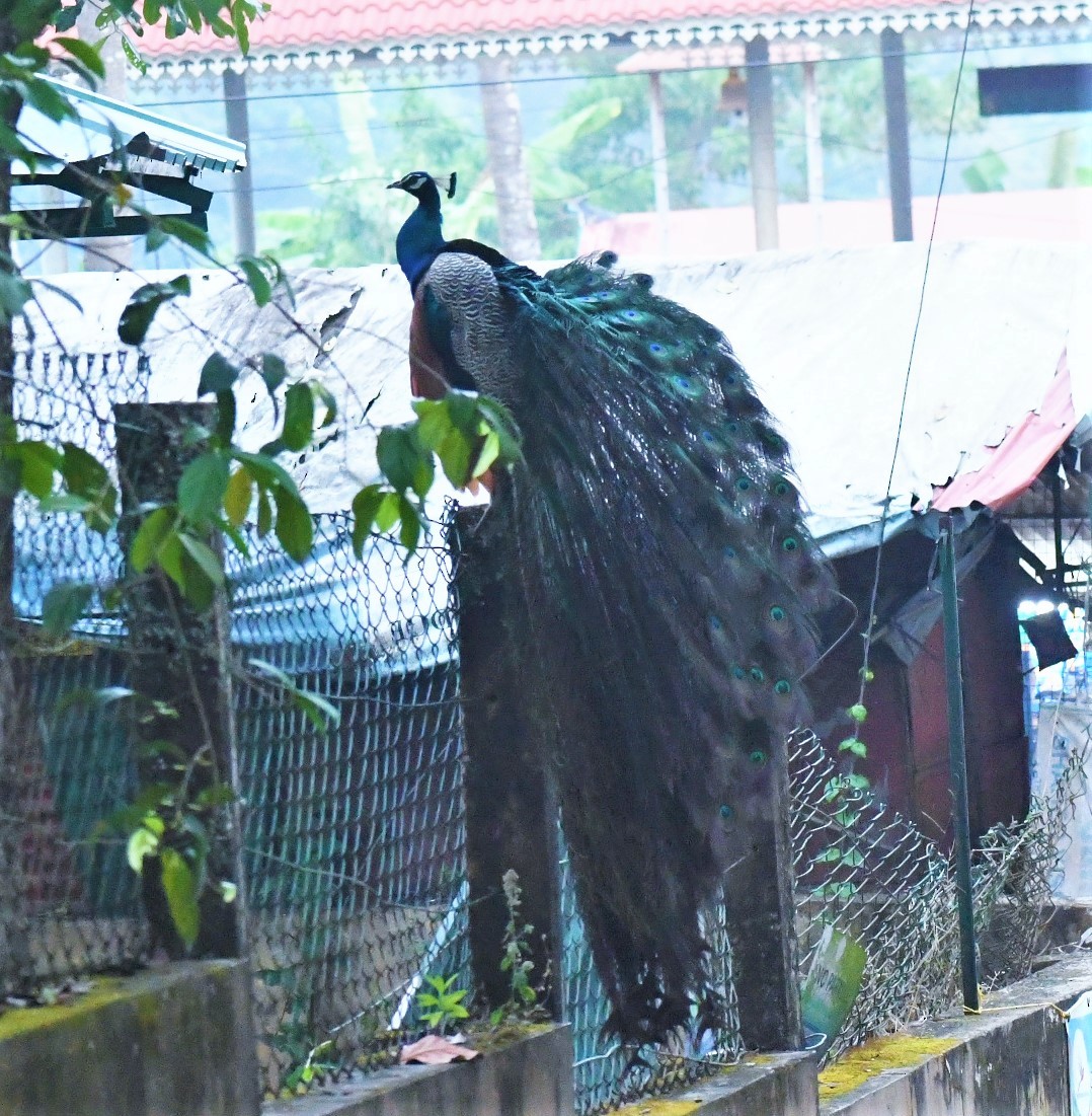 Indian Peafowl - ML427232421