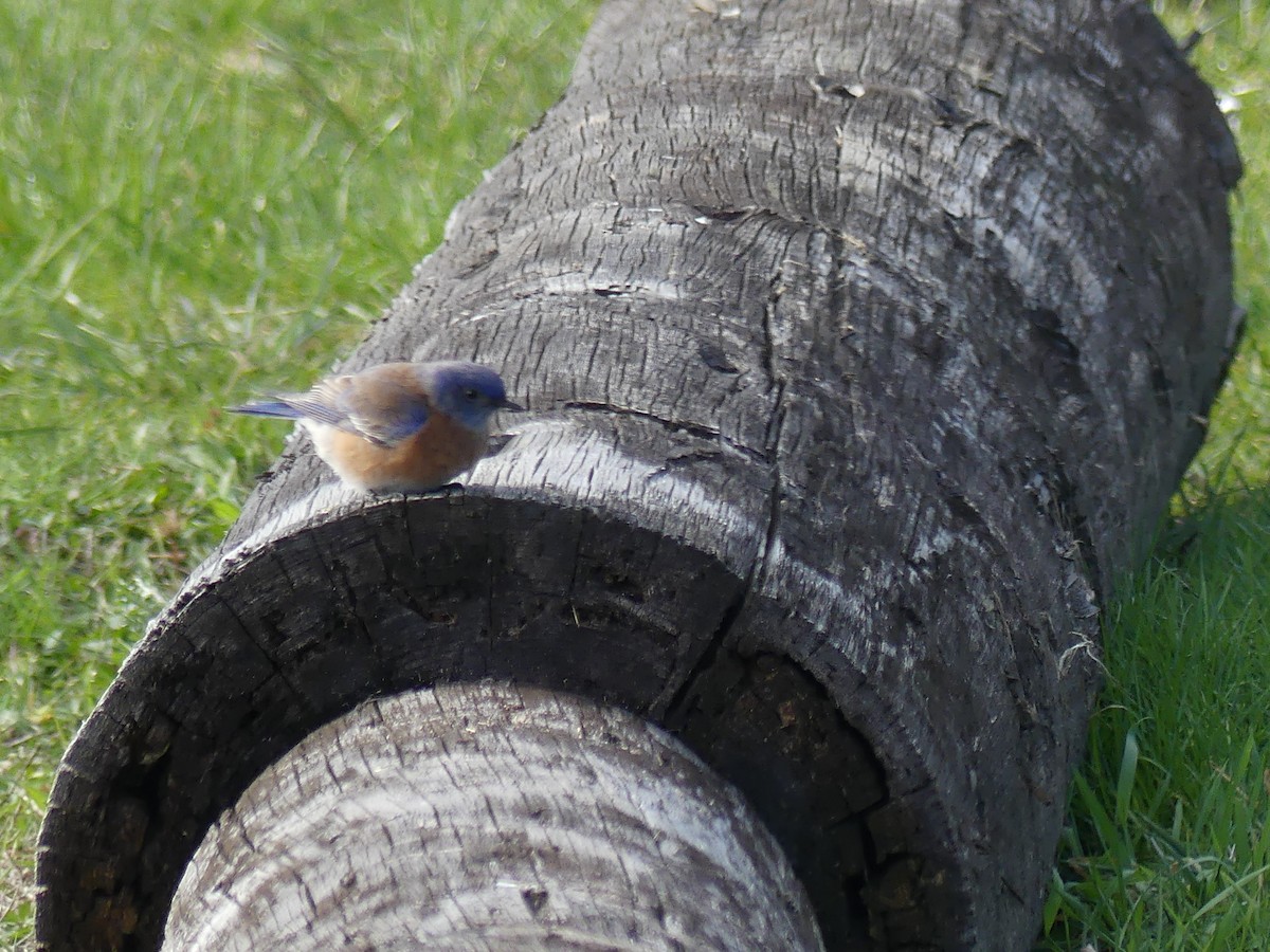 Western Bluebird - ML427232441