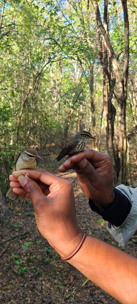 Northern Waterthrush - ML427232481