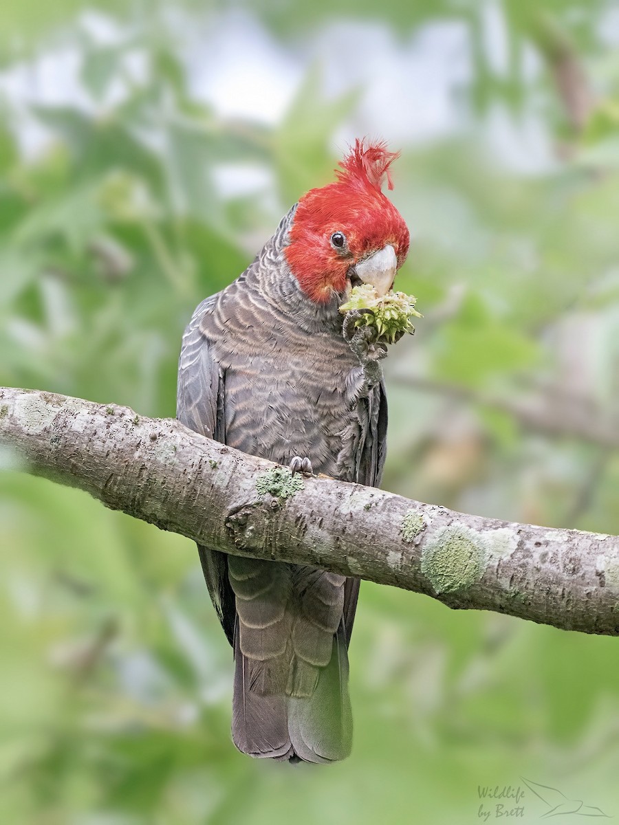 Gang-gang Cockatoo - ML427232611