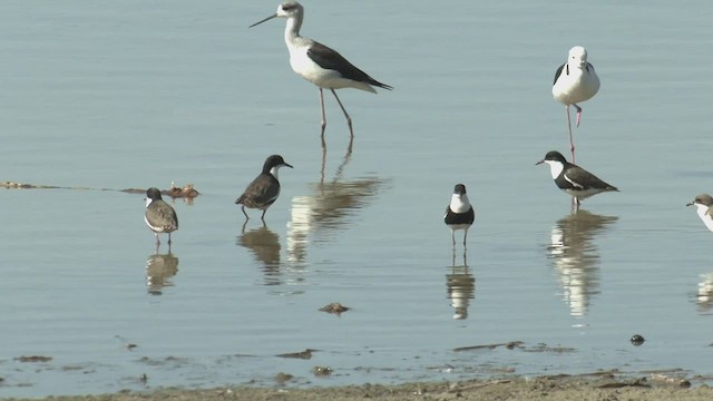 Red-kneed Dotterel - ML427232741