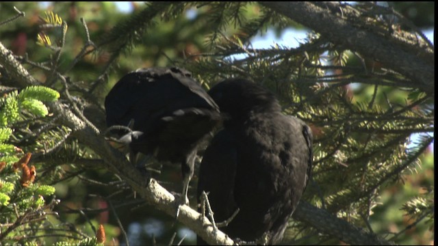 American Crow - ML427233