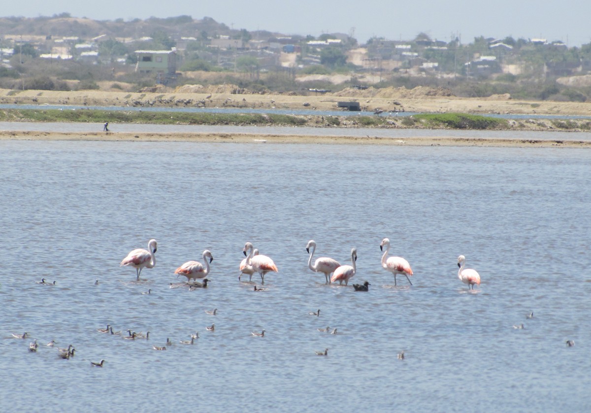 Chilean Flamingo - ML42723421