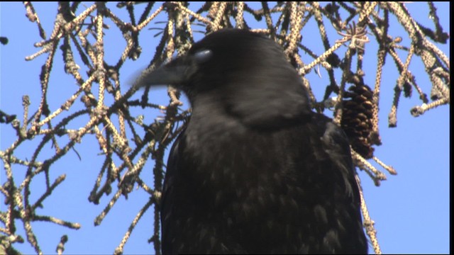 American Crow - ML427235